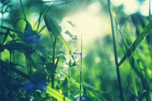 روائح العطور