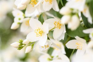 روائح العطور